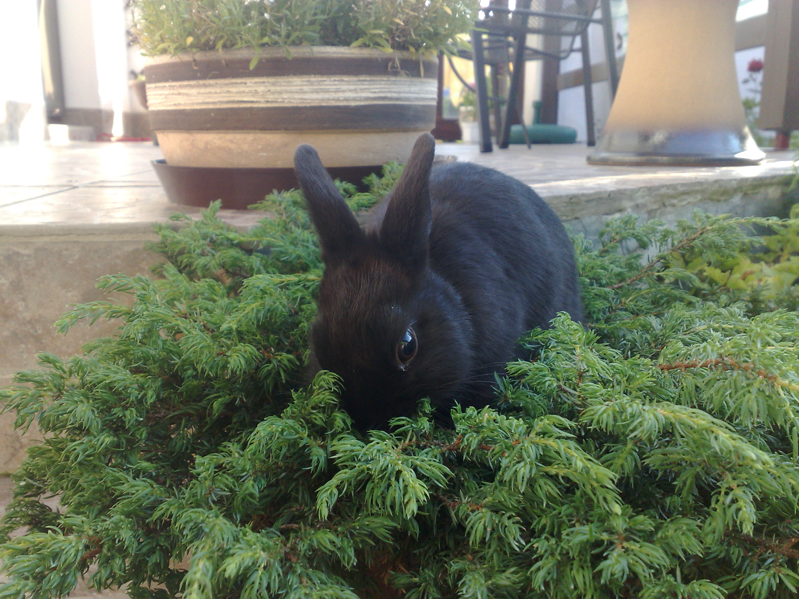 rabbit